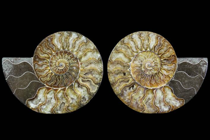 Cut & Polished Ammonite Fossil - Agatized #91158